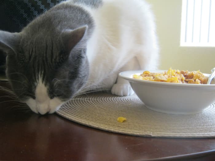 Dixie enjoying breakfast with Mom. Hey Mom, buy some more of these Honey Bunches Of Oats - they're yummy!