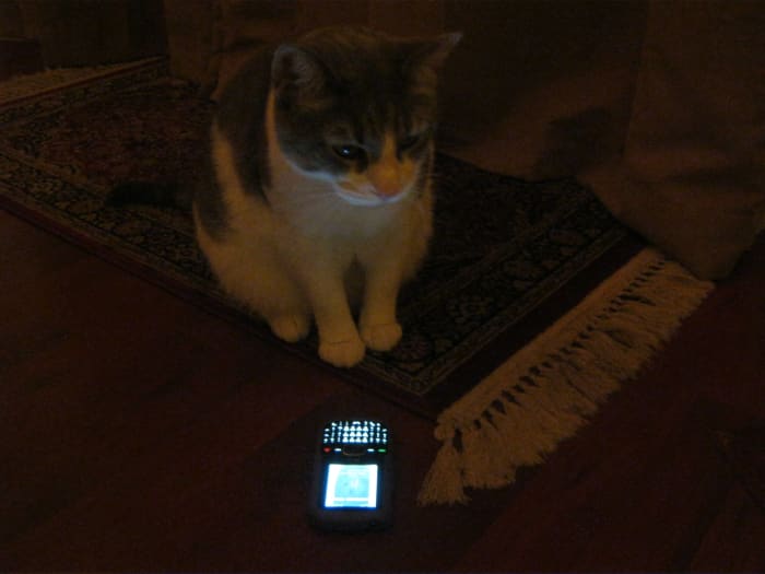 Mitty! I told you that "I'm Out Of Treats" is not a big enough emergency to text Mommy!