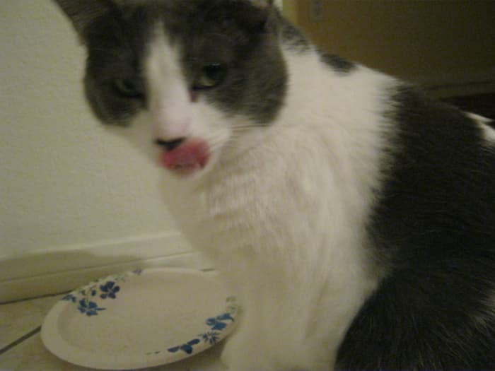 Yes, I get my treats first thing in the morning - as it should be - you peeps carry on now... until the next time I want a treat, which will most likely be in about 15 minutes. Then, Mommy will look at me and ask 'Didn't I give you a treat already?"
