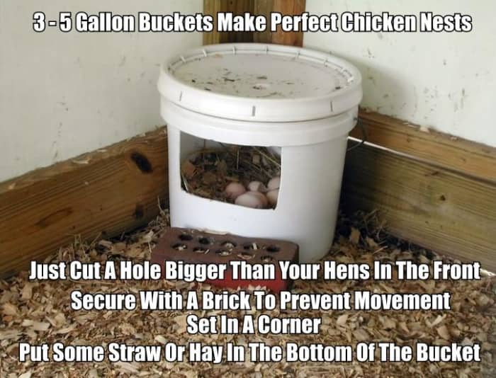 3-5 Gallon Bucket Used For Chicken Nest. Buckets like this make perfect nests for your hens. Cut the opening a little larger than your hens.