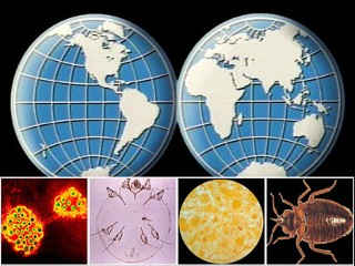 "There are 229 countries in the world, and there are different diseases in every country," said Dr. David Freedman, professor of geographic medicine at the University of Alabama at Birmingham and director of UAB's Traveler's Health Clinic.