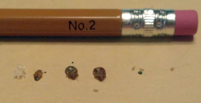 Picture of bugs and the tiny creme colored larvae next to a No.@ pencil to help get the idea of size.