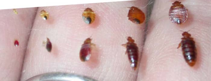 Note the tiniest of these. Before feeding, they are creme colored and no bigger than the head of a pin. The Bedbug Handbook, the source for this picture, has lots of actual useful information on bed bugs, unlike my own story here.