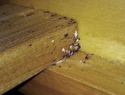 A third slat, the worst of them. Here you can really see the black spots and the white eggs. Here they look extremely obvious, but I have enhanced the photo a bit to make them stand out.