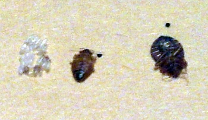 Bed bugs with a molted bedbug shell. Once you see and recognize these, they are a good indicator that you need to take action.