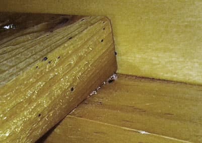 These pictures are of the slats underneath the mattress and show a couple very obvious tell-tale signs of bedbugs. One, the black spotting on the wood. Two, the white eggs.