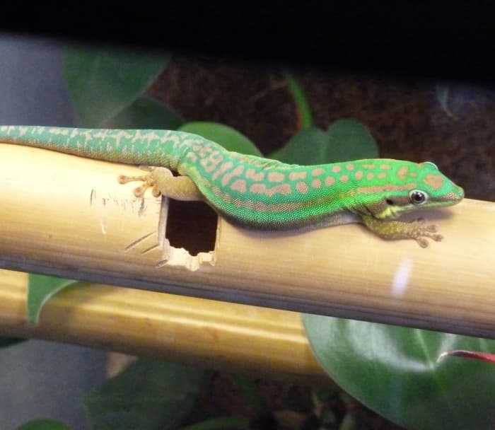 Phelsuma Gecko Species Commonly Available as Pets - HubPages