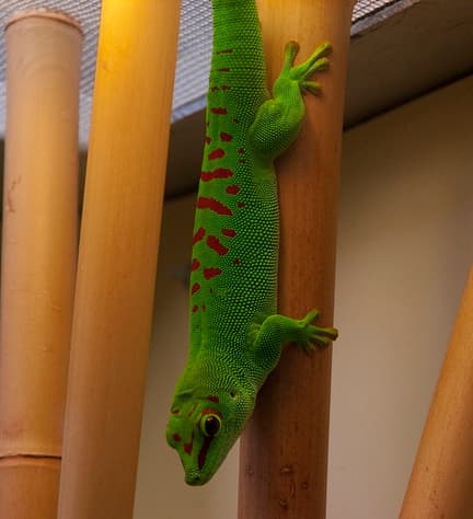 The grandis subspecies of the giant Madagascar day gecko is the most colourful, and the most popular.