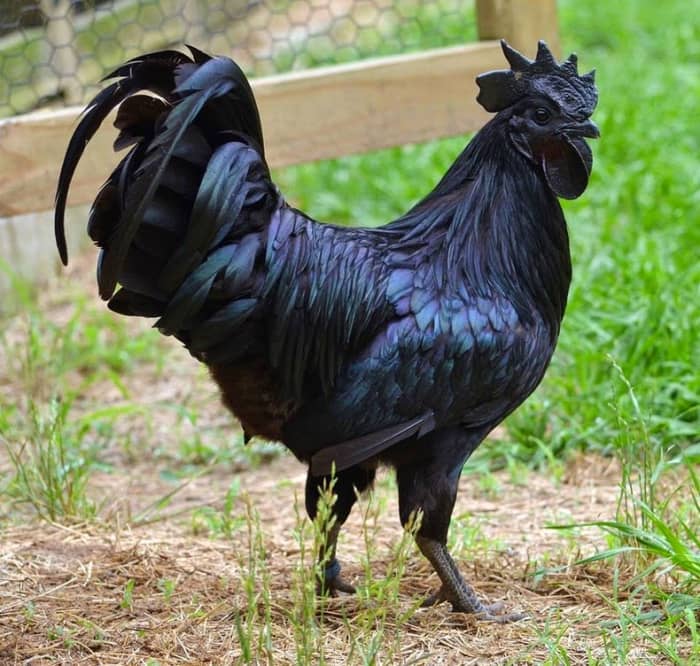 Ayam Ceremi are so black that the color extends to their comb, wattle, beak, and inside of their mouth.