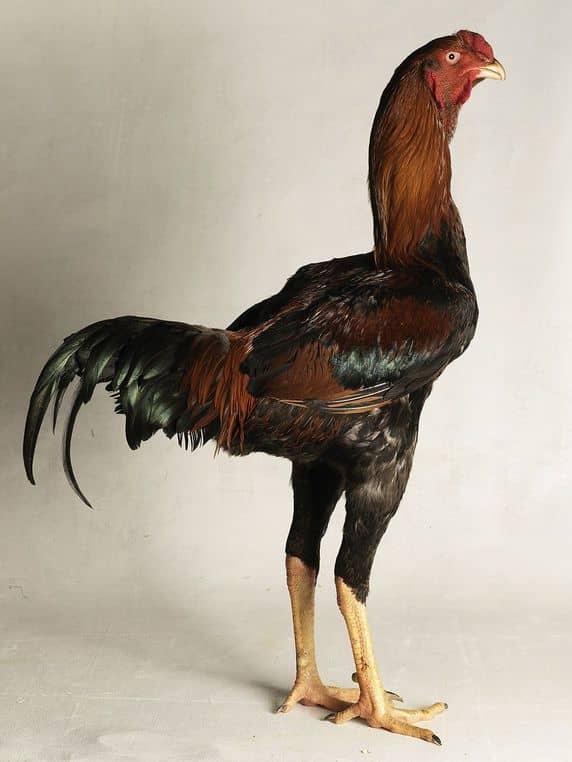 Malay roosters are the tallest breed recorded standing on average 3 feet in height. They are still used for fighting in some parts of the world.