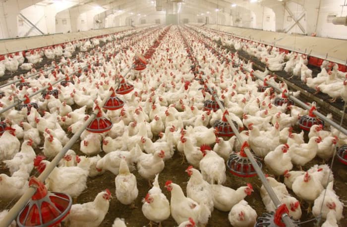 These broilers are near slaughtering age, raised their entire lives indoors and with thousands of others.