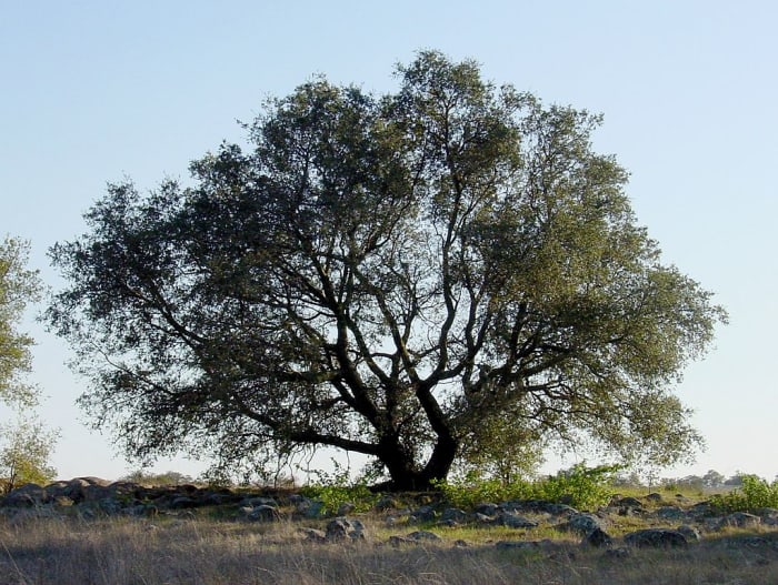 Absalom caught his hair in the branches of an oak tree and hanging there he was unable to fight and was killed.