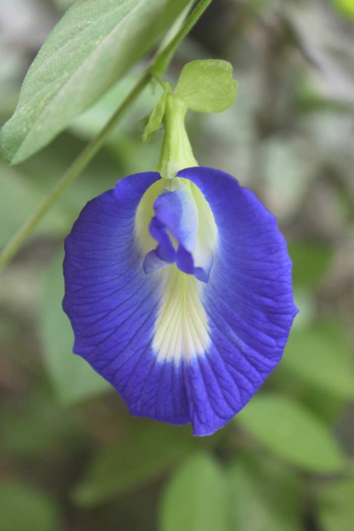 Butterfly Pea Flowers For Tea BlueChai Deep Blue Colored Flowers For