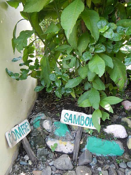 https://commons.wikimedia.org/wiki/File:CarranglanCentralSchooljf4357_21.JPG Benefits of Sambong Tea Leaves for UTI and Kidney- Urinary Tract Infection Remedy