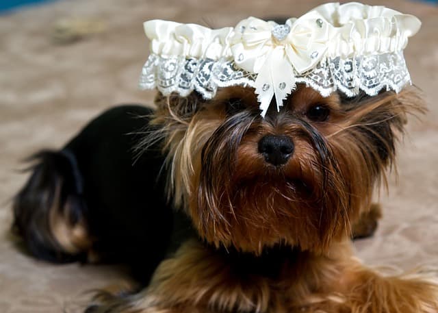 Write something funny in an engagement card for the happy couple, like: "My only tip, keep the Garter off your head"