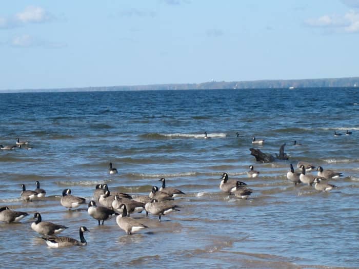 Canada Geese on Lake Oneida, at Verona Beach State Park in New York State.