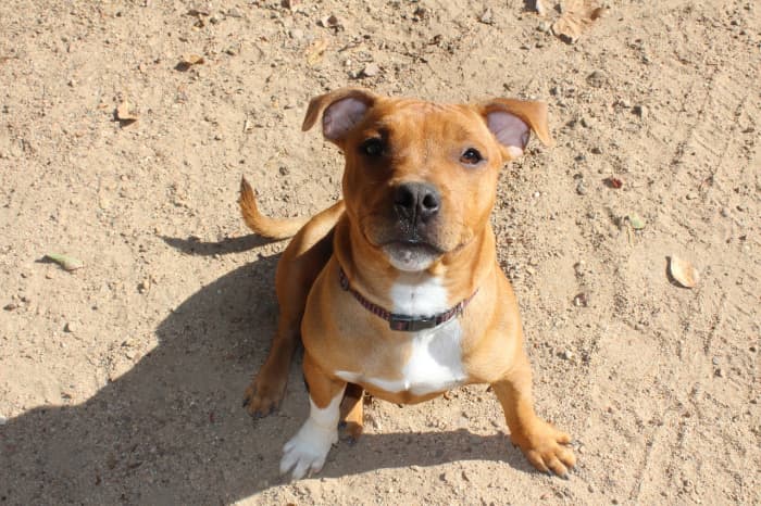 statuette staffie