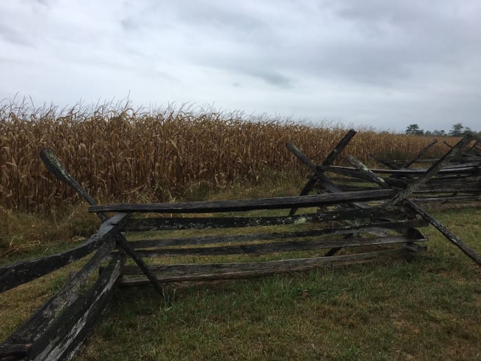 Fence along North Edge of The Bloody Cornfield -- Old Cornfield Trail Stop 4 (see battle map below)