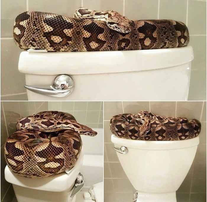 Can Snakes Really Come up a Toilet? HubPages
