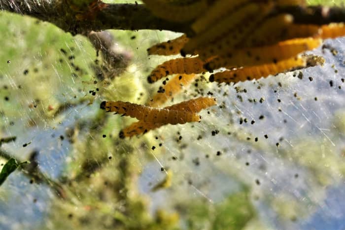 Nothing worse than opening up a package of food that you thought was safely stored and finding insects, their larvae, or their remains. Dry canning reduces this significantly.