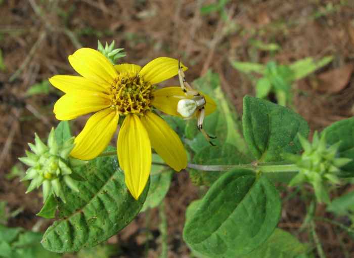 This spider is perfectly camouflaged as it waits for its prey to land on a sunflower.