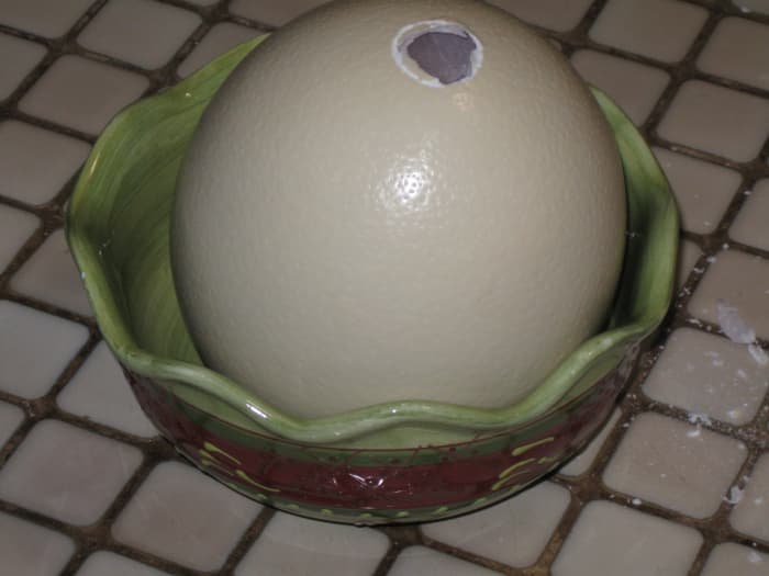 Shell removed from tip of Ostrich egg revealing the thick membrane enveloping the liquid contents beneath the shell