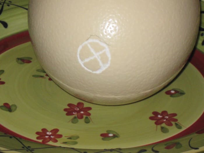 The "scored" tip of the ostrich egg which we were to open and empty the contents from.