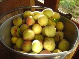 When the peaches are ready they come by the ton and a great way to use the peach glut is to make peach jam.
