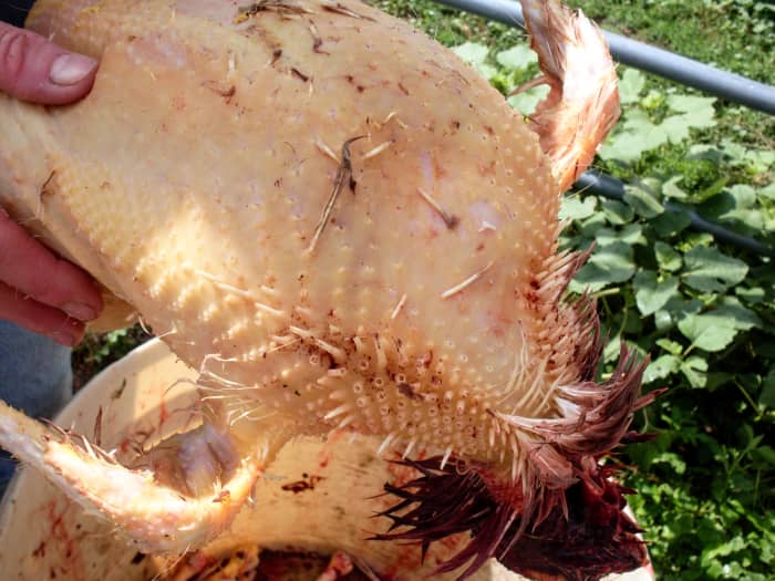 You will still need to squeeze out the pin-feathers, which will inevitably be missed by the plucker.