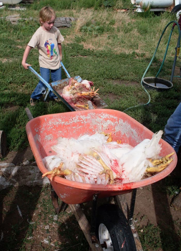 If your work station is not near the chicken pen, use a wheelbarrow to transport the dead birds. It will get bloody.