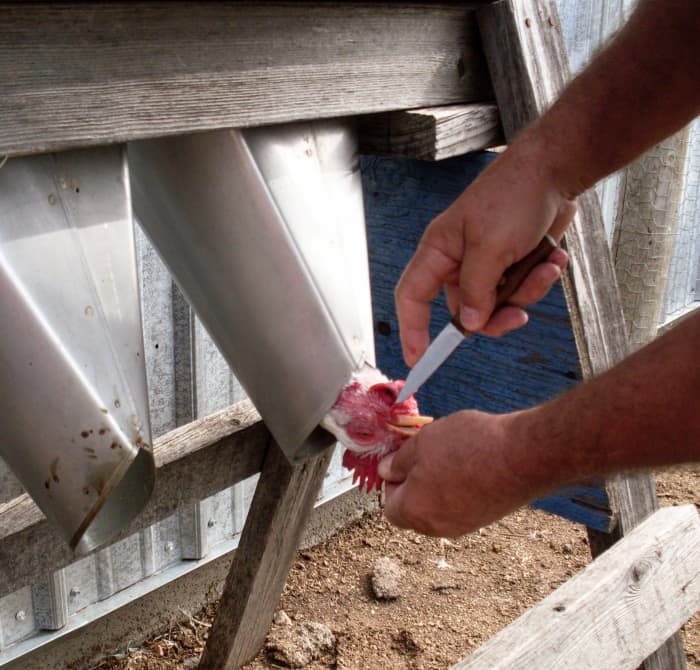 Insert your knife into the brain. This is supposed to stun the chicken, making the death more humane.