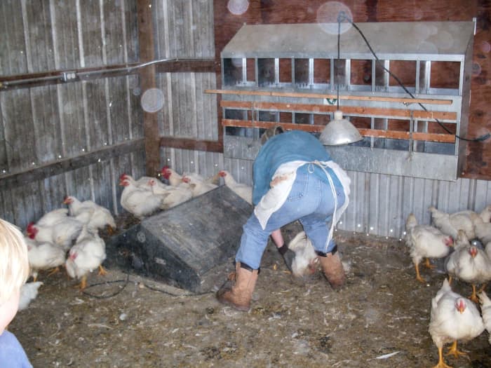 These Cornish Rock birds are easy to catch, because they are heavy and lazy. Naturally, some chickens won't be. Do your best to walk right up to one and grab its body.