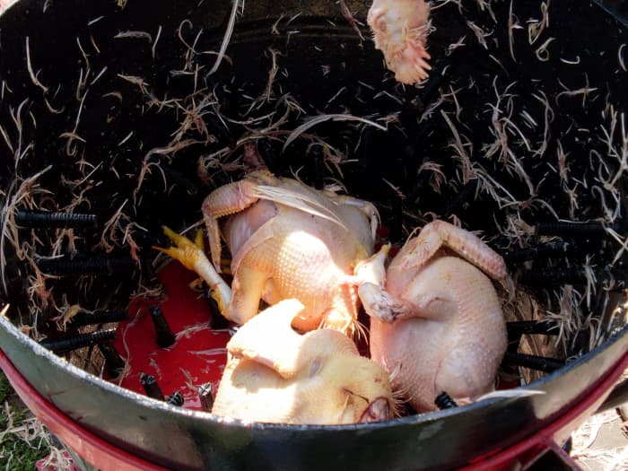 The plucker whirls the birds against the "fingers" and strips the feathers from nearly every part. Once in a while, a wing or leg gets broken.