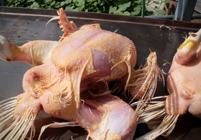 A partially broken, partially-skinned bird. He had a rough plucker ride. Also, the plucker rarely takes off the wing-tip and tail feathers.