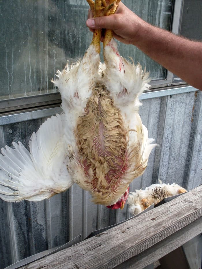 The Cornish Rock breed can be filthy, because of their lazy habits. You may want to wear gloves while catching them.