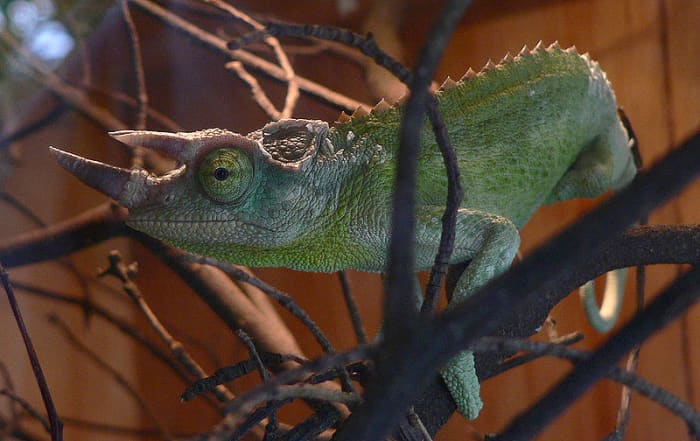 A Jackson's Chameleon is one of the more exotic pets that you can keep. But you do need to study and know the species well before you purchase a Jackson's Chameleon.