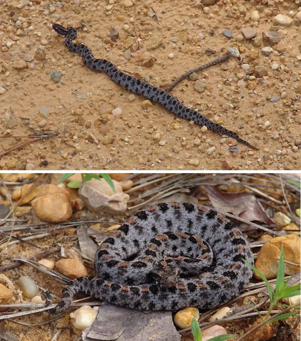 my-personal-encounters-with-venomous-snakes-in-south-florida