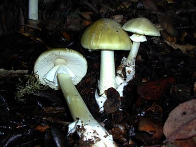 It looks harmless right? But the Death Cap Mushroom Amanita phalloides is the worlds most deadliest fungi