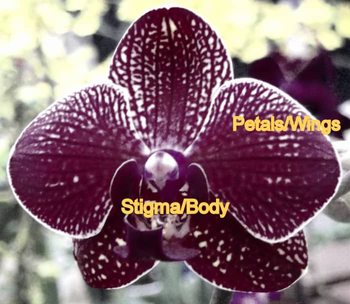 The above is a representation of a flower as seen in the Infra Red spectrum. Insects see In Ultra Violet. both of these Spectra are invisible to humans.