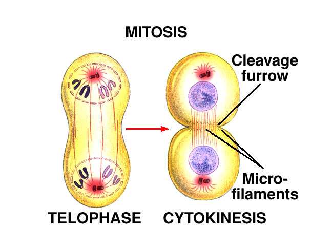 Telophase - break down of spindle, reformation of nuclear envelope, appearance of nucleolus. Cytokinesis - cleavage furrow made and pinching off occurs.