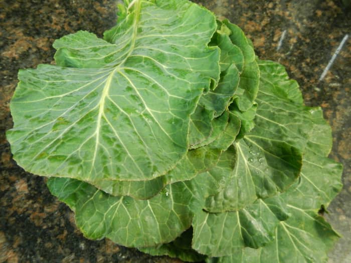 benefits-of-collard-greens