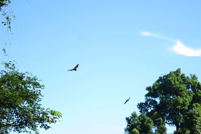 Bird Watching? Nah, it's too mainstream in Mambukal Mountain Resorts. You should try, Bat Watching.