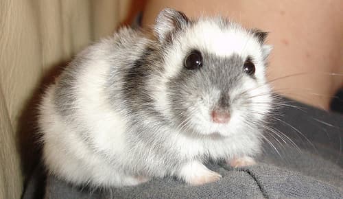 In the above photo is a beautiful Russian Dwarf Hamster. Do Your Own Research So You'll Know What To Do With A Sick Hamster