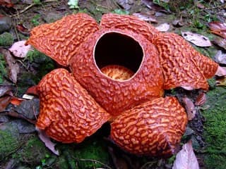 Different species of Rafflesia-Part II - HubPages