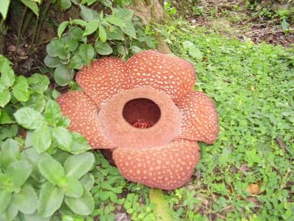 Different Species Of Rafflesia-Part II - HubPages