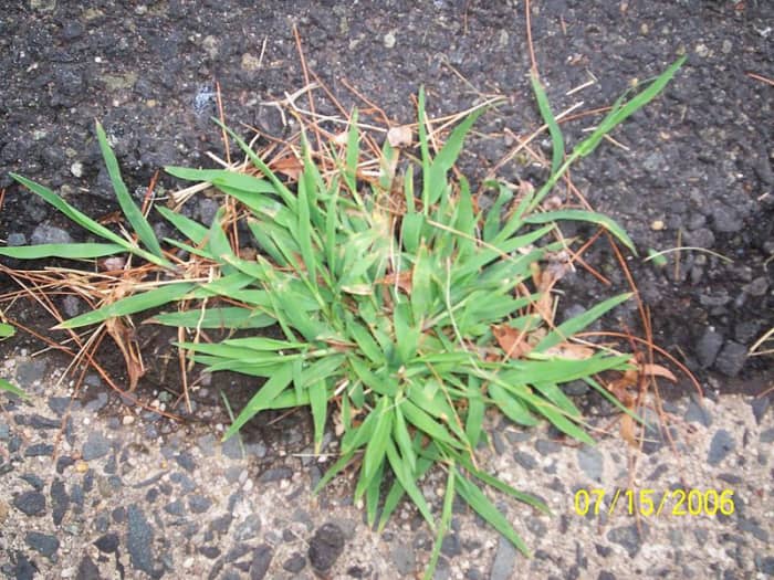 Crabgrass or Digitaria