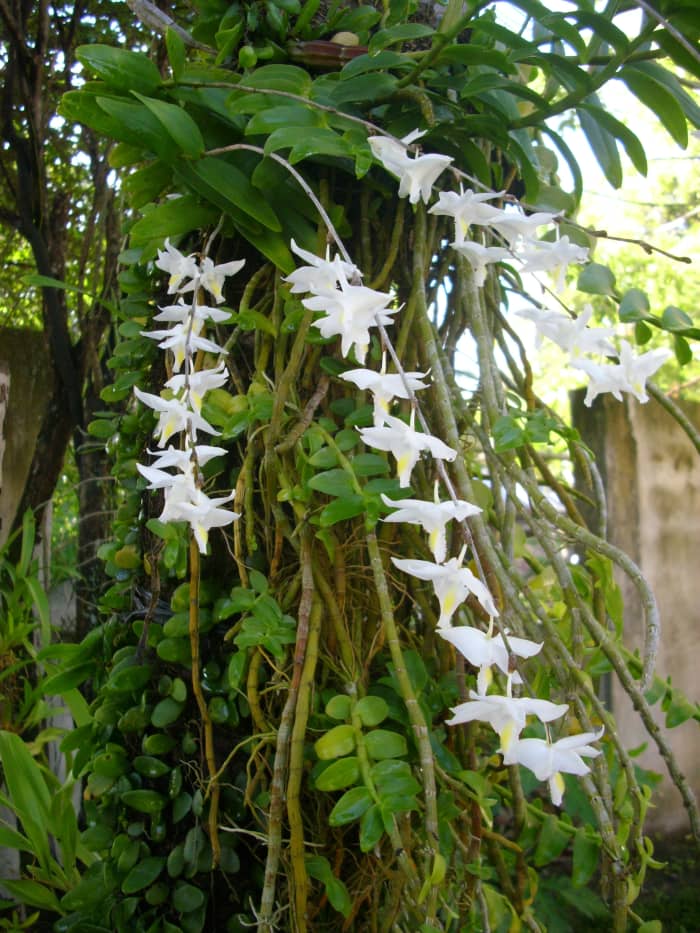 A 40 years old Spring Dreams Orchids planted by my late mother. My late uncle who worked as a forester in the mountains of Mindanao, gave these orchids as a gift to my mother. The first time I saw these orchids bloom last week.