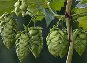 Hops... Yes The Same Stuff Used To Make Beer. No Wonder You're So Relaxed After Drinking A Beer.