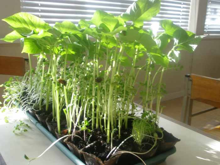 Teaching Plant Biology to Kids III - HubPages