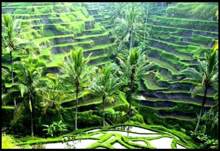 On the other hand, rice is one crop that needs lots of water, as we can see on these rice fields in Indonesia.